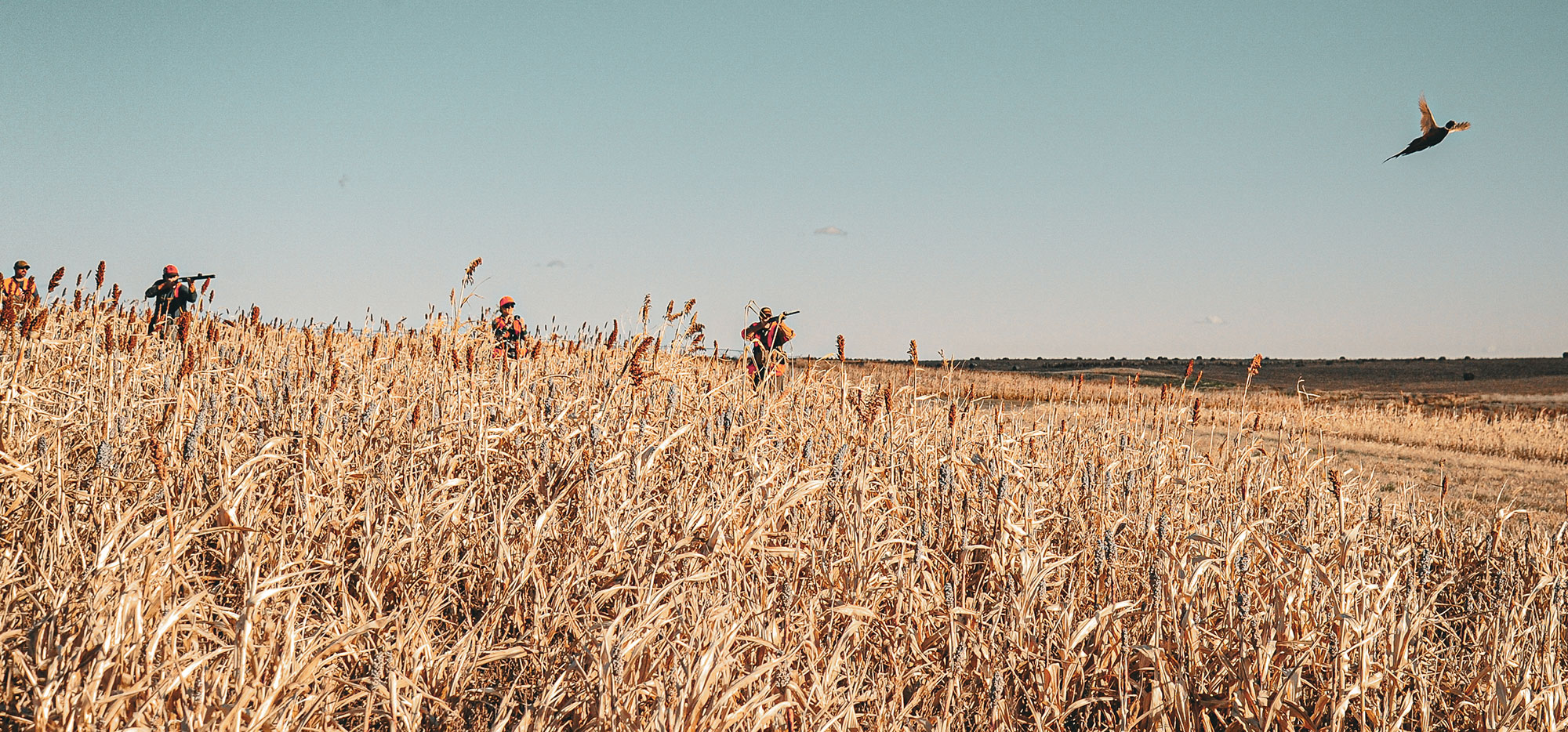 Where to go pheasant hunting