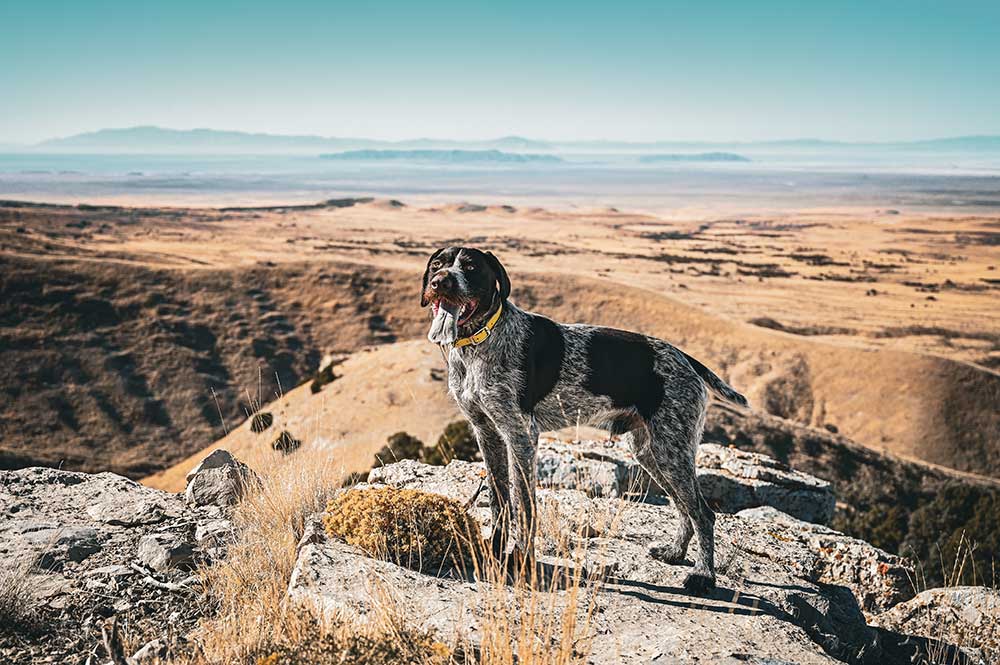 hunting dog on private land