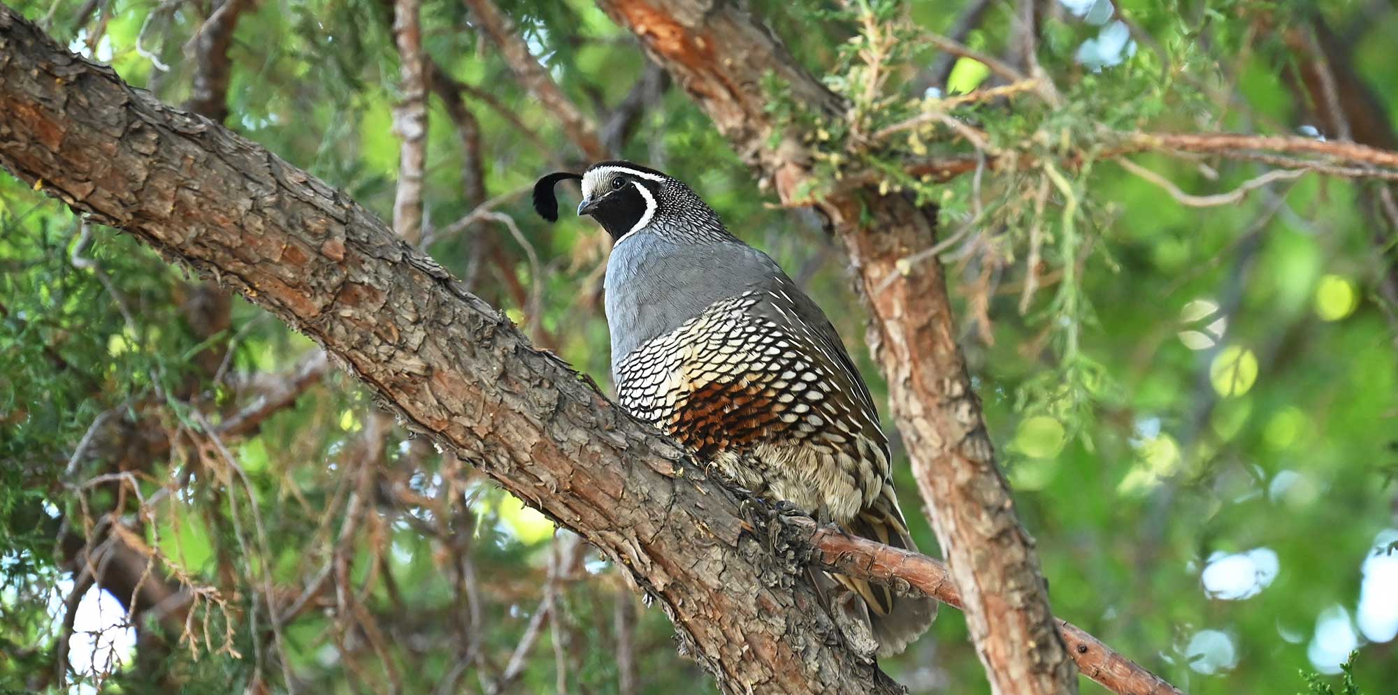 California Quail