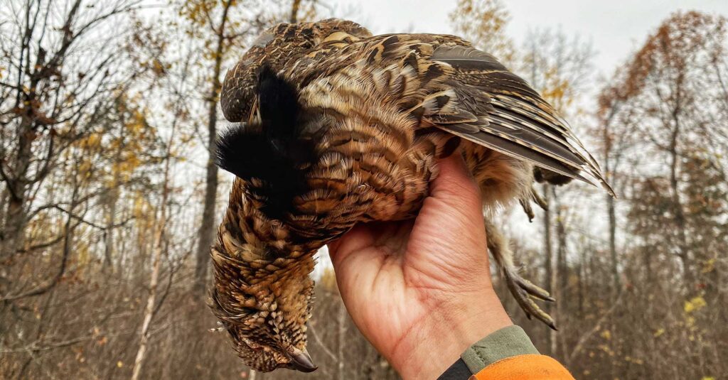 grouse hunting private land