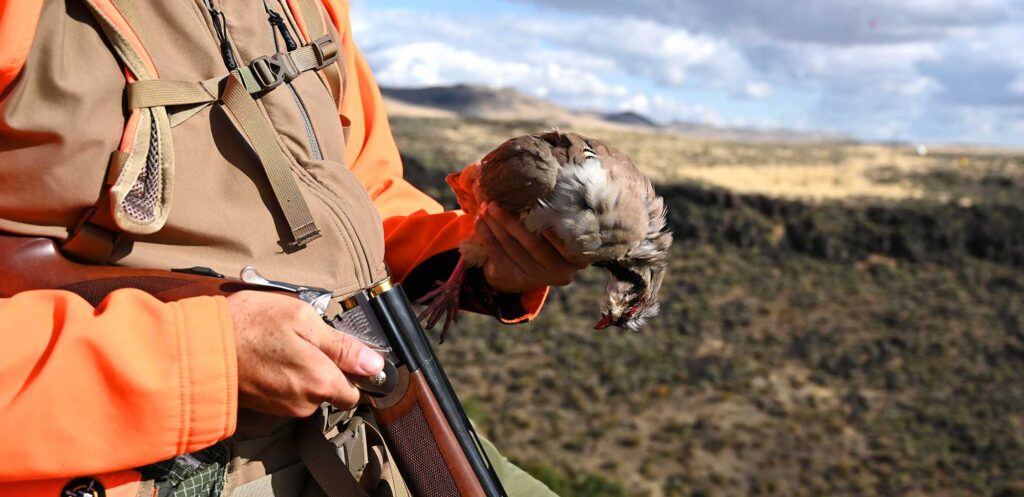 pheasant hunting tips shotgun and bird