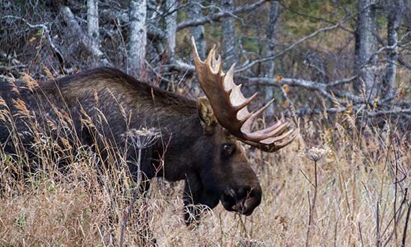 Alaska yukon moose hunting private land