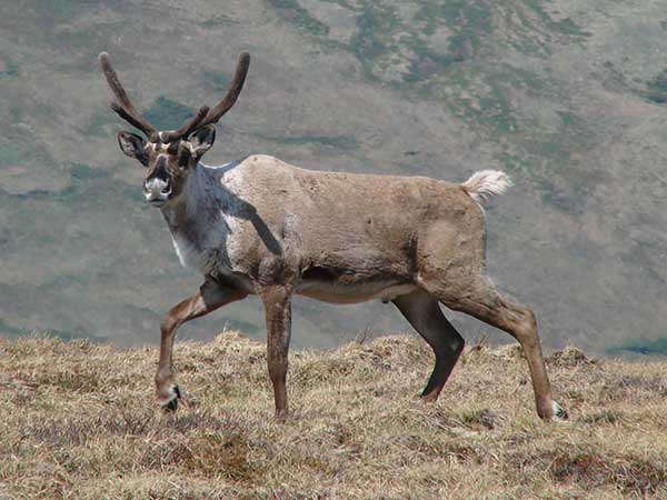 Barren ground caribou hunting private land