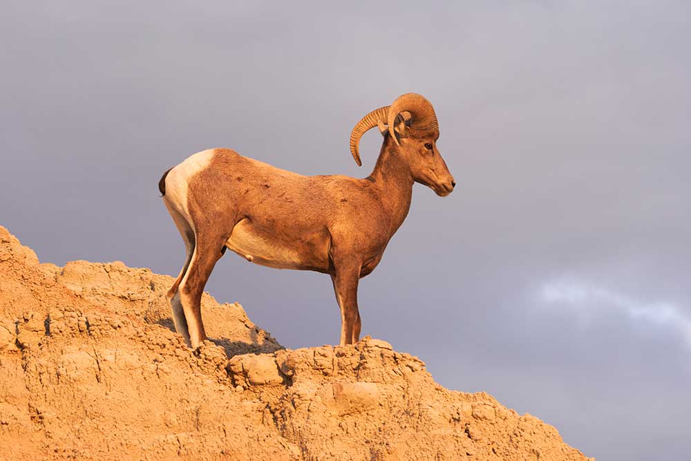 Bighorn sheep hunting private land