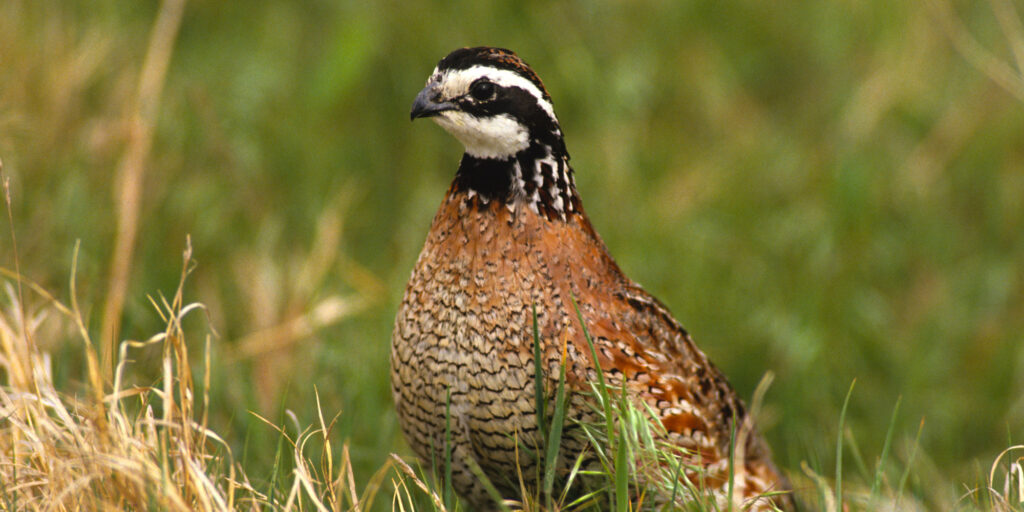 Bobwhite quail upland bird hunting