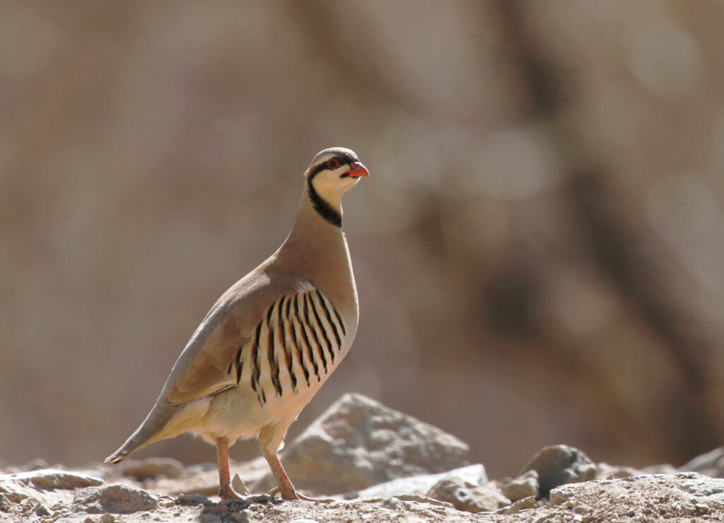 Chukar by AdobeStock 143192017