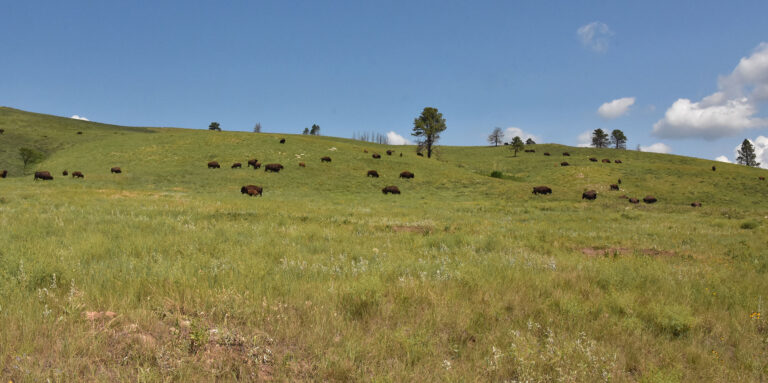 american buffalo herd grazing in grass field in south dakota