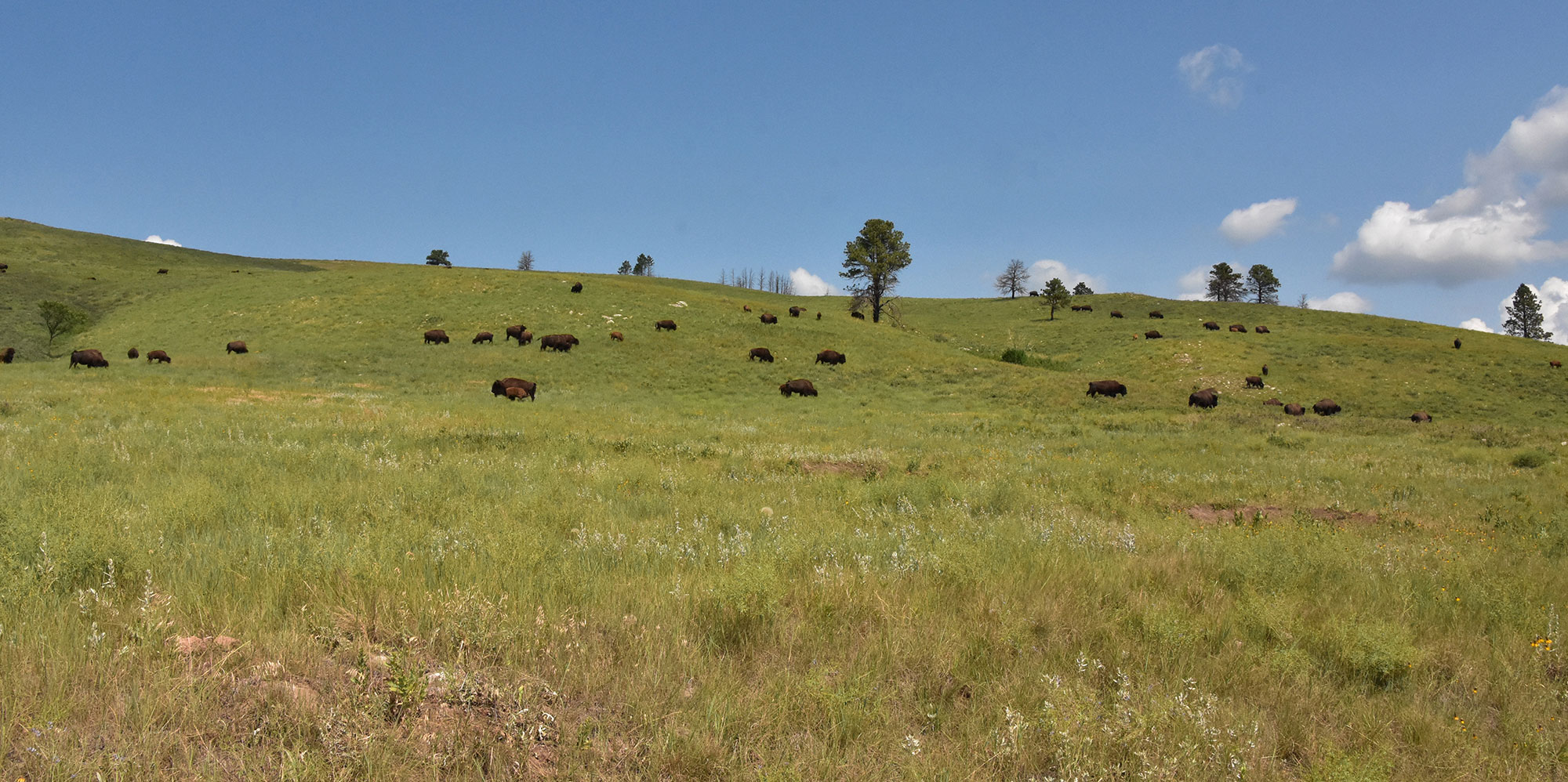 South Dakota Hunting Seasons 2022 2023 Interactive List   American Buffalo Herd Grazing In Grass Field In South Dakota 