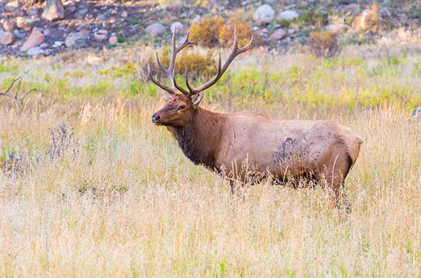 american elk hunting private land