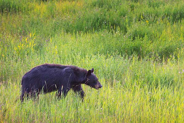 black bear hunting private land