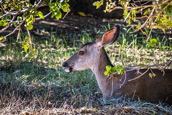 black tailed deer hunting private land