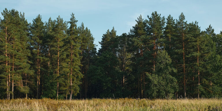 field and pine forest in wisconsin