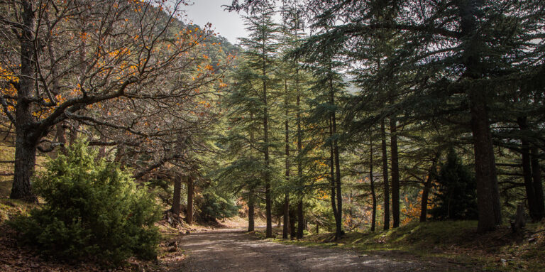 forest in missouri private hunting