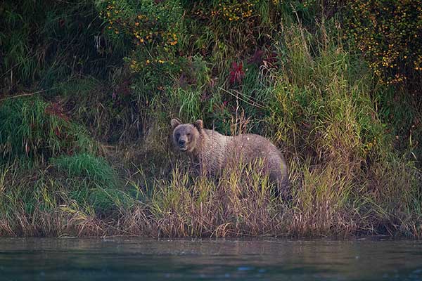 grizzly bear hunting private land