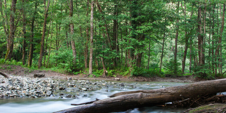 michigan forest hunting private land 1