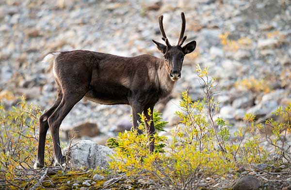 mountain caribou hunting private land