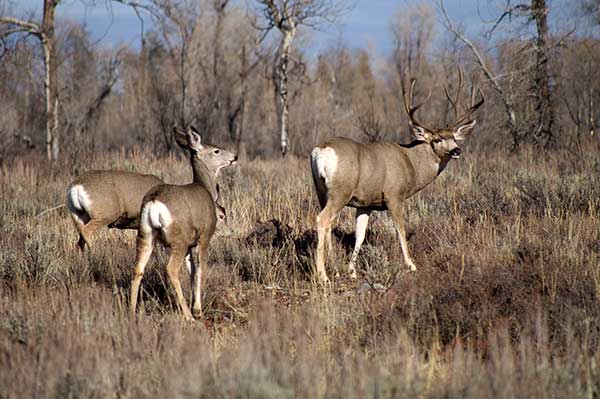 mule deer hunting private land