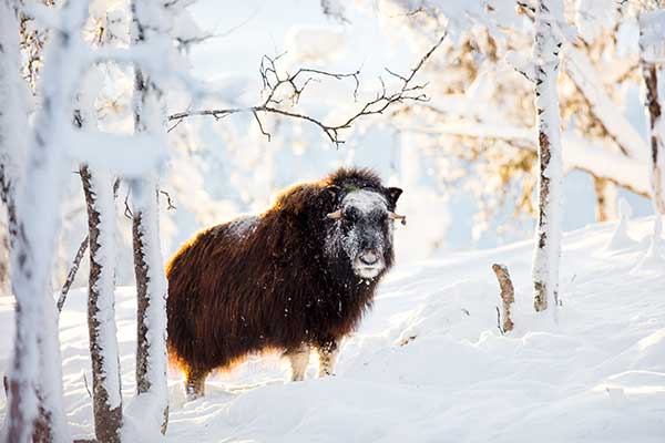 musk ox hunting private land
