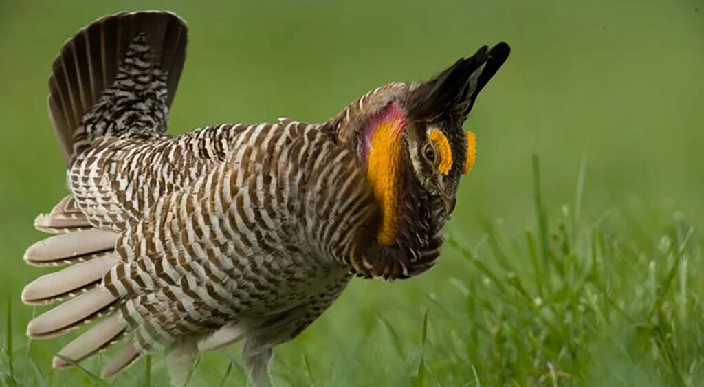 prairie chicken hunting on private land