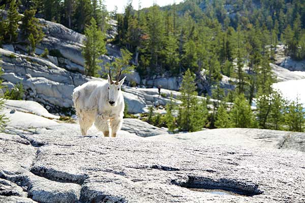 rocky mountain goat hunting private land