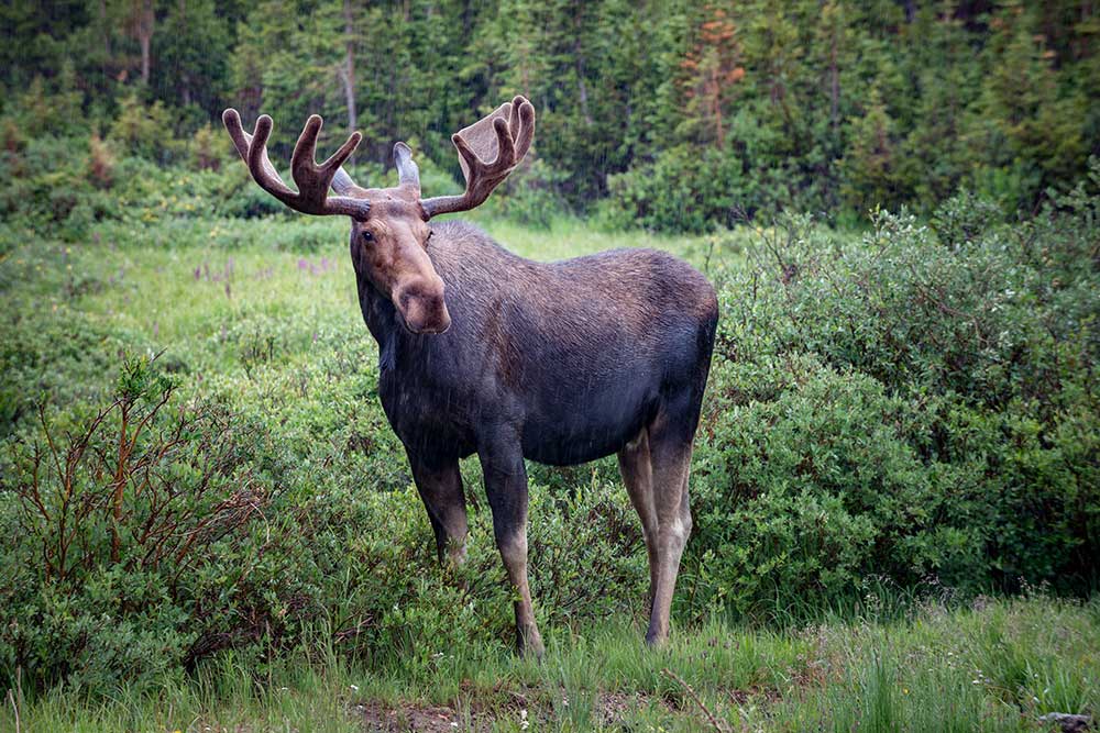 shiras moose hunting private land