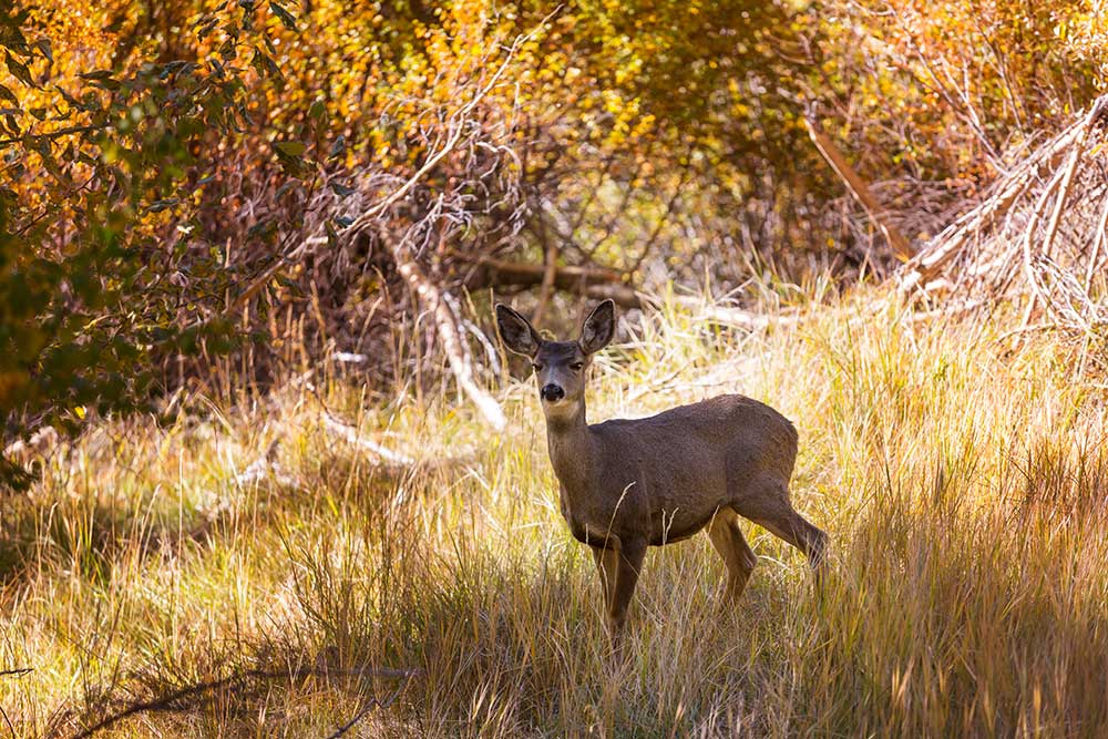 sitka blacktail deer hunting private land