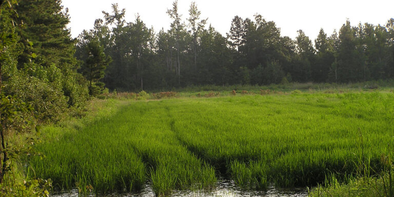 south carolina field and forest private land hunting