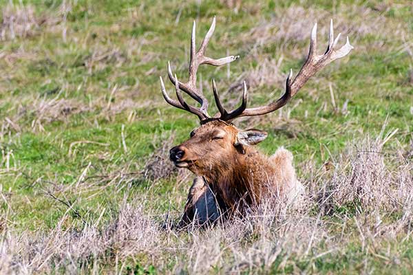 tule elk hunting private land