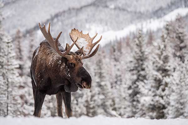 western canada moose private land