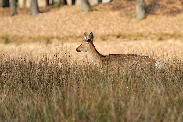 whitetail deer hunting private land