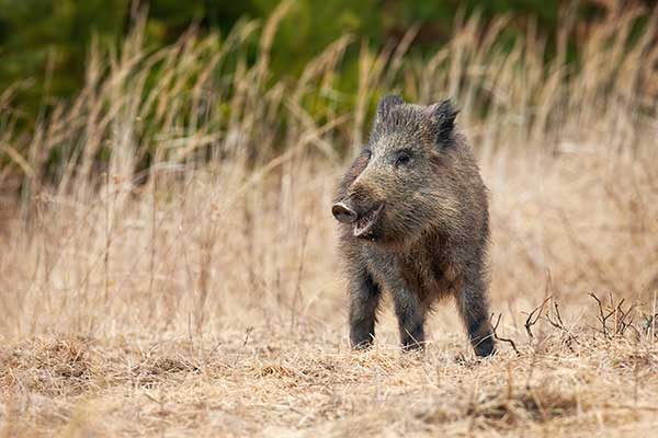 wild boar hunting private land