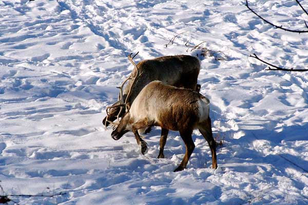 woodland caribou hunting private land