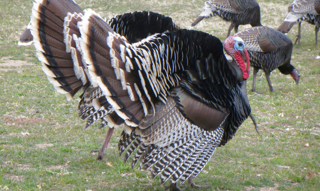 Goulds turkey