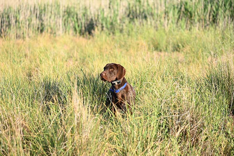 dog laying on CRP Land