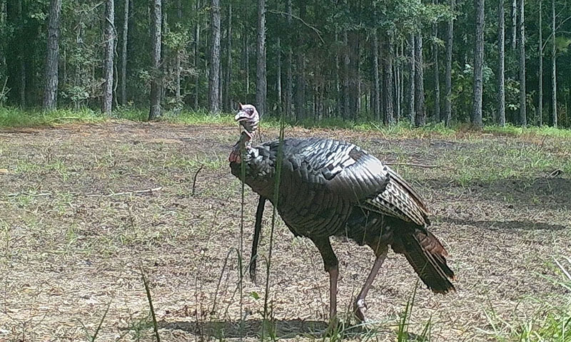 eastern wild turkey