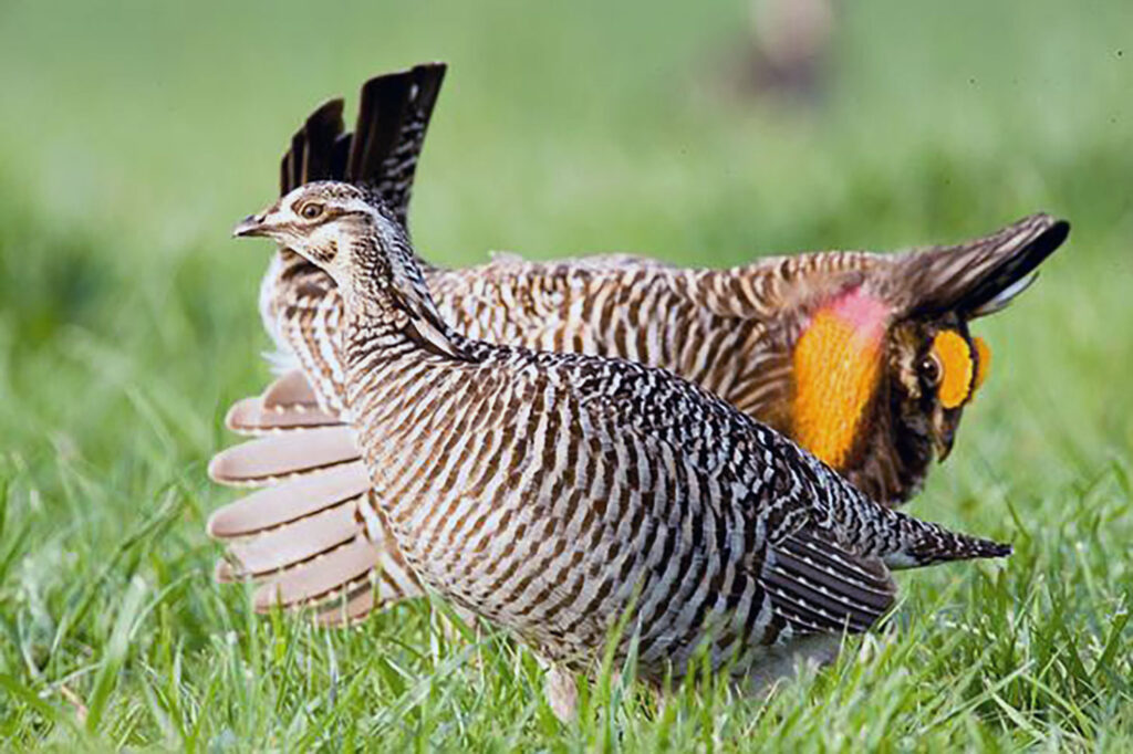 prairie chicken hunting