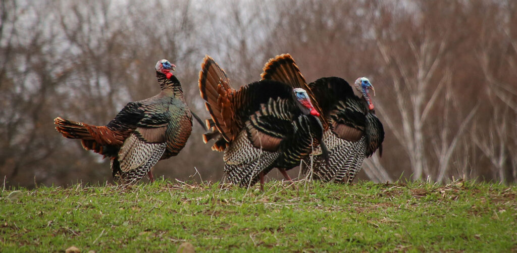 three turkeys in a field