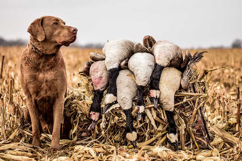 goose hunting dog with geese