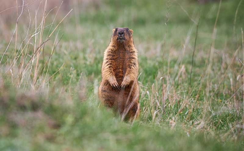 bobak or marmot