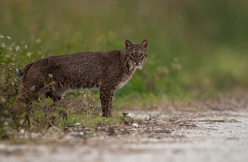 bobcat in florida