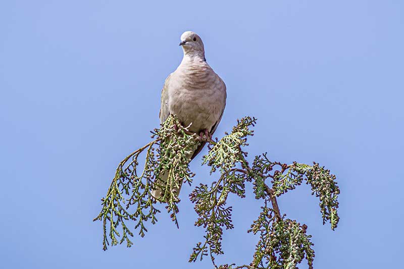 dove hunting private land