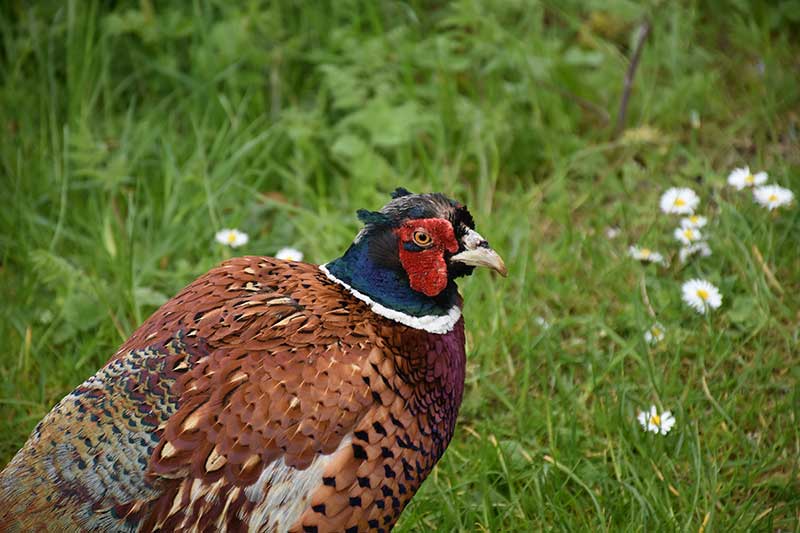 pheasant hunting private land