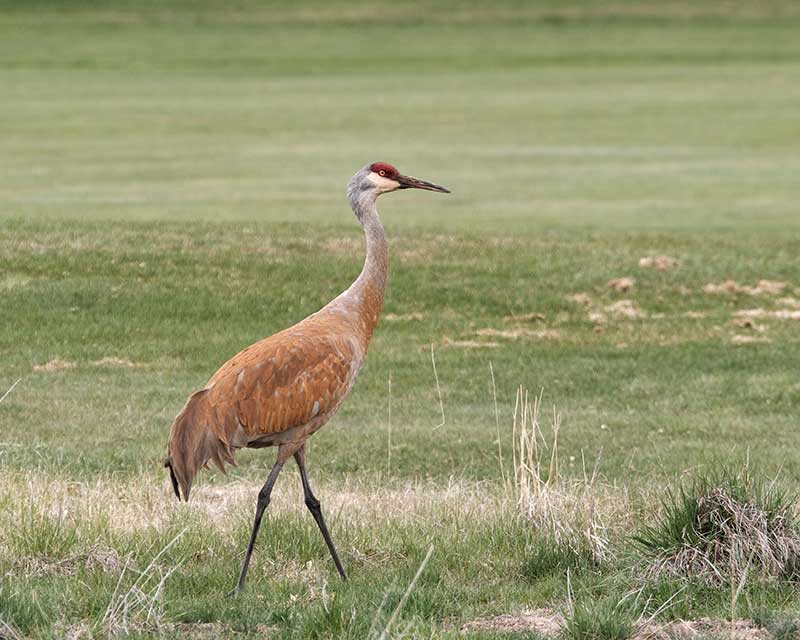 sandhill crane hunting private land