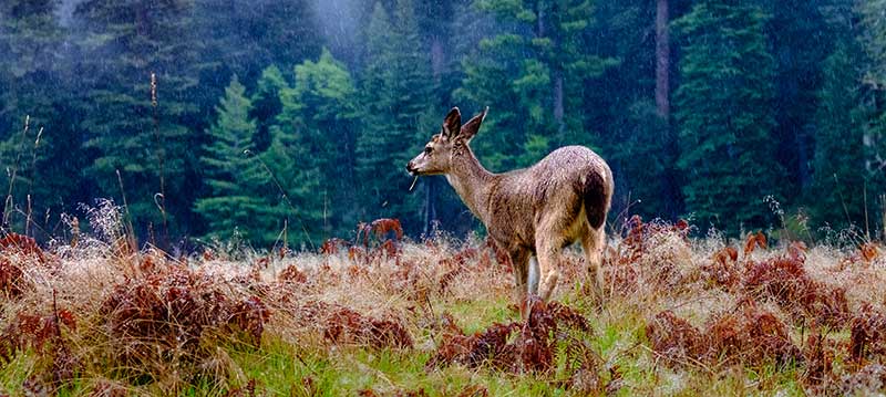 deer in rain in forest