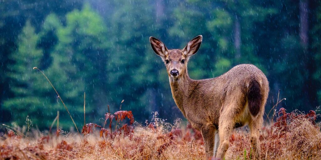 deer in rain on plain2